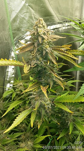 GDP 9