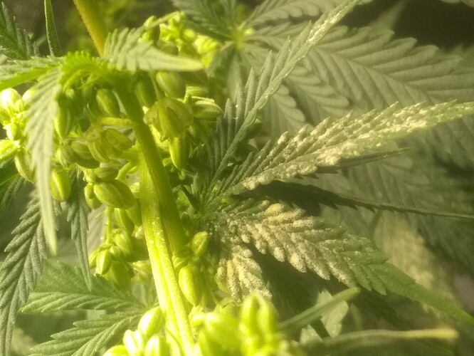 IMG_20210704_220025468