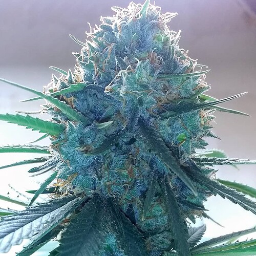 IMG_20210710_121224_924