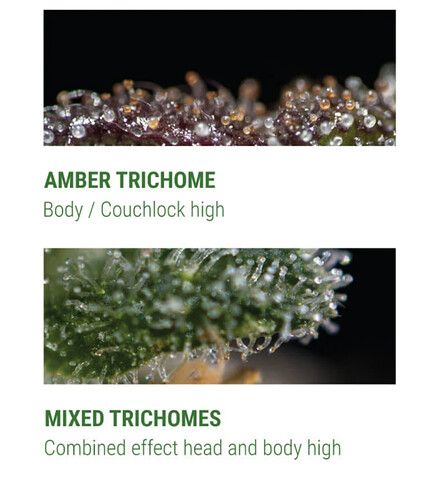 Screenshot_20201219-184022