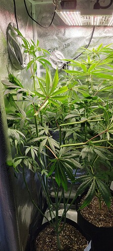 16417596703013033706824470131243