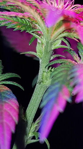 16053857123372260605791914499088