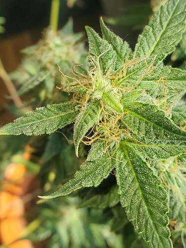 235987847_1067534823779797_4656065389255691018_n