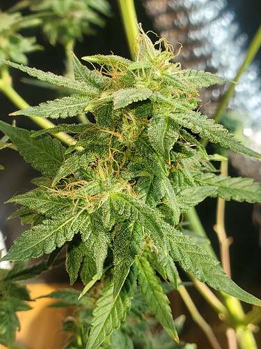 236231970_577435750060523_8439472794749876648_n