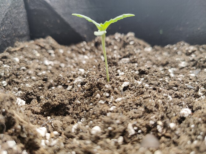 plant size4