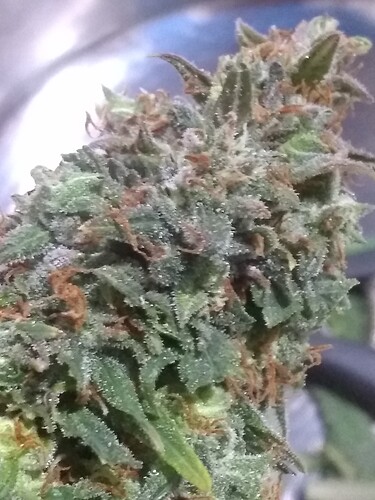 IMG_20210727_005011305