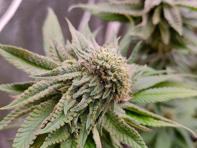 received_1764747563720902