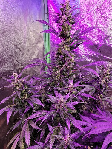 16180969307326941137023573170456