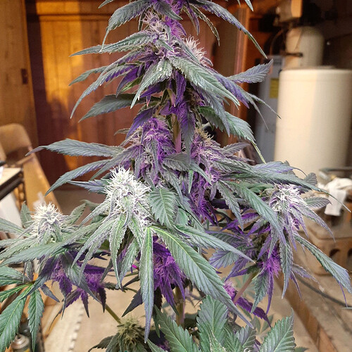 DP1_2
