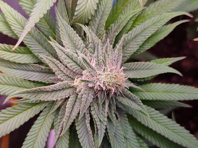 received_890728901578023