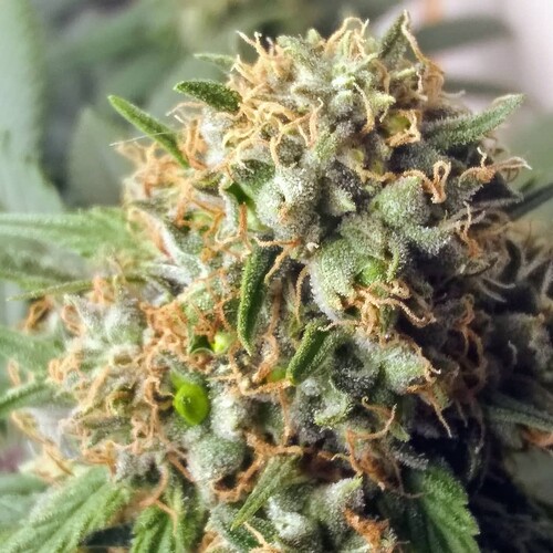 IMG_20210710_121224_962