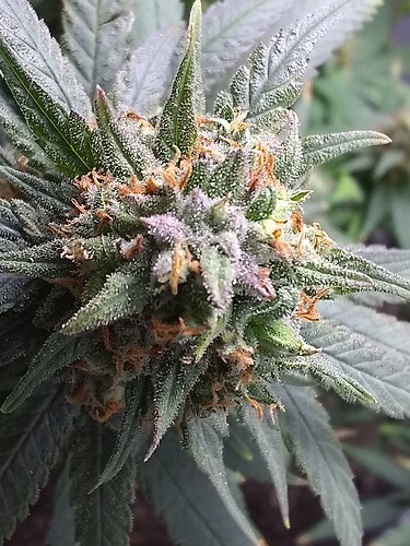 IMG_20210723_160924046