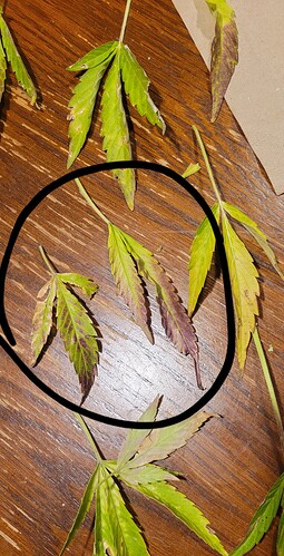 MMJ
