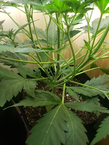 16146183703503964432036620819300