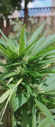 16296479100861612593983752544602