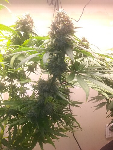 IMG_20210723_192235433