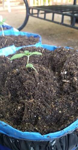 received_309188437416642