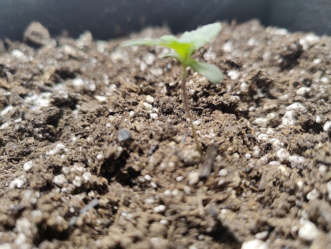 plant size5