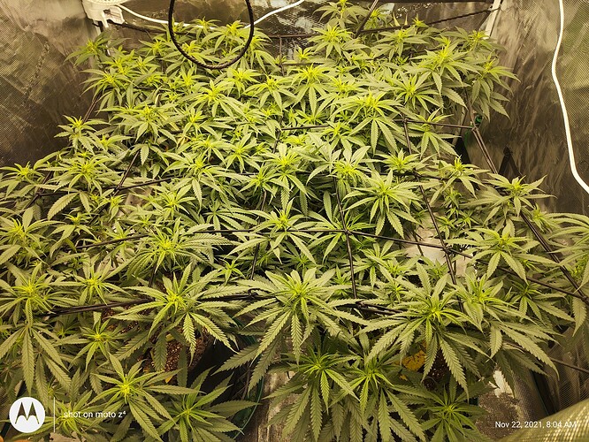 IMG_20211122_080419655_HDR