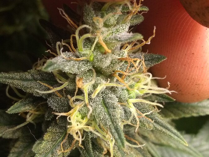 IMG_20210614_184143337