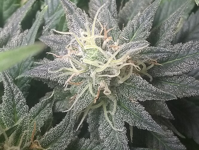 IMG_20210612_190107870