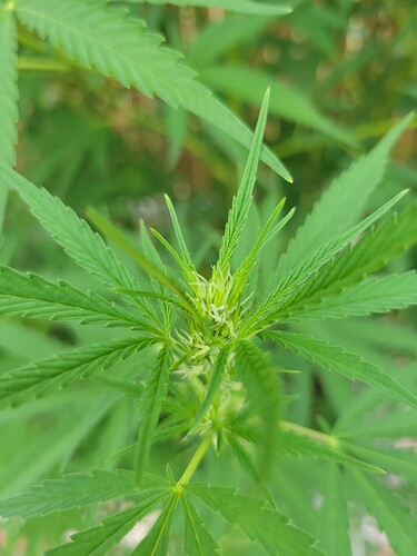 16282925289822257465018577383747