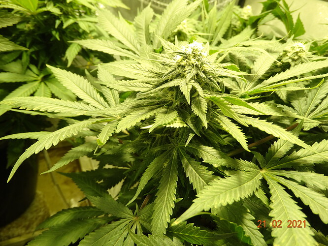 DSC01446