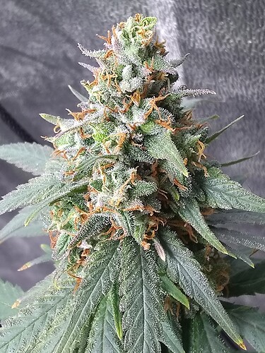 IMG_20210723_161016174