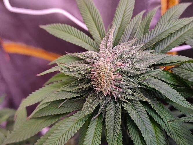 received_1037147260376566