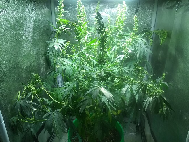 IMG_20210704_215554177