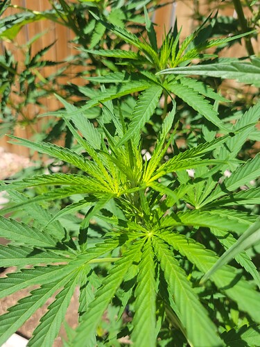 16259376910803000987678826134029