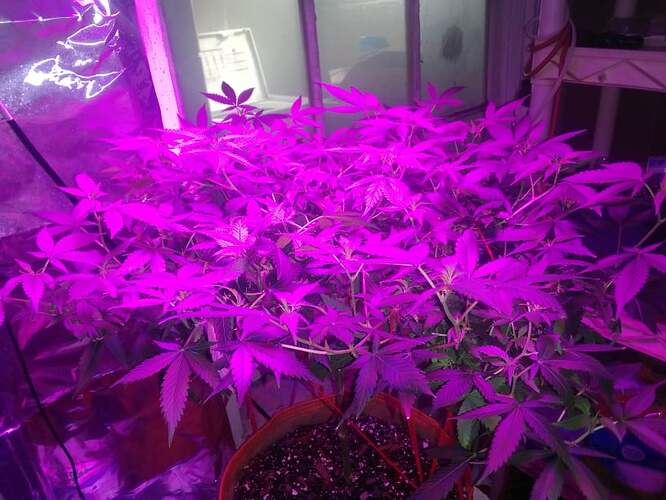 271531021_501997001350149_6992917159858851319_n