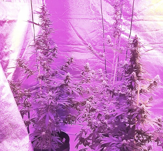 3 plants