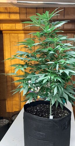 Durban Poison 10 Weeks 4 days