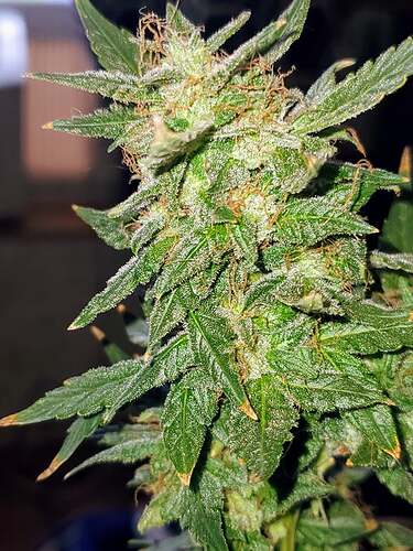 242079556_146939417627632_4309641425435258304_n