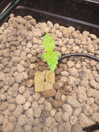 IMG_20210419_110116169