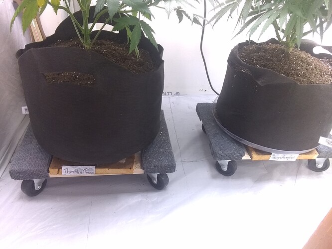 IMG_20210602_001813272