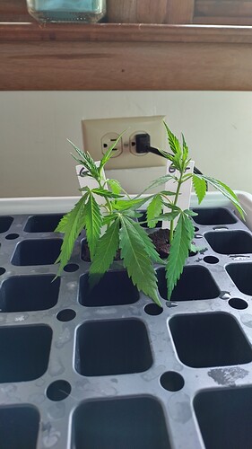 Clone2