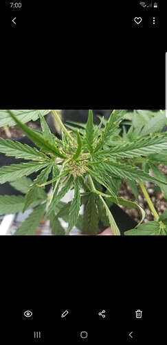 Screenshot_20210714-190019_Gallery