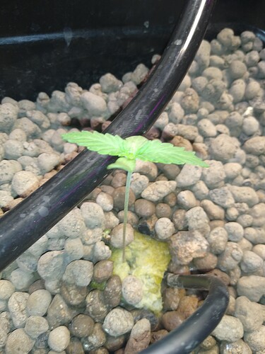 IMG_20210419_110144585