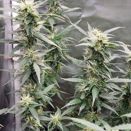 IMG_20211113_164807_522