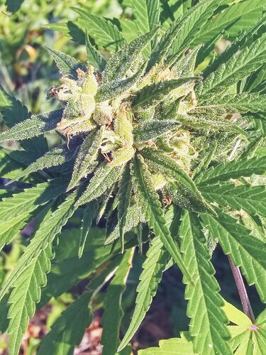 IMG_20211001_092323899~2