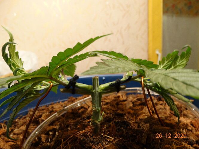 DSC01251