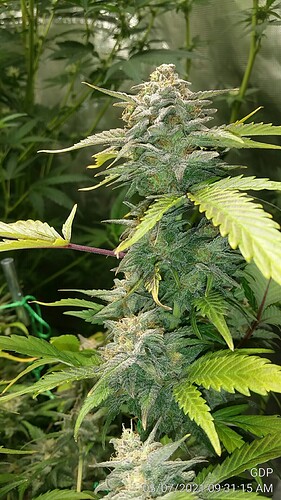 GDP 6