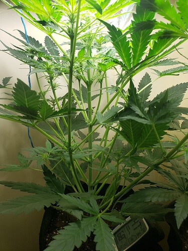 16146183353476208659861750563502