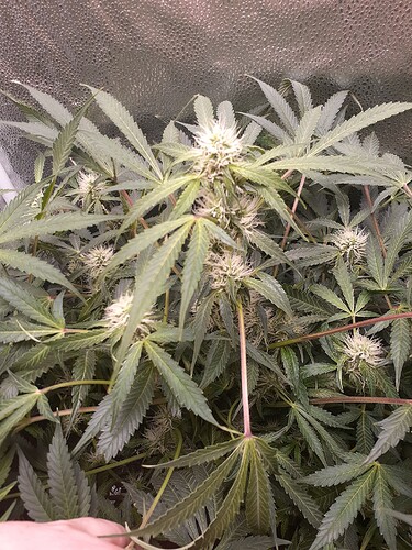 16274027338523019254530918777334