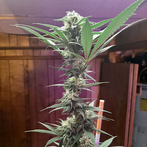 GG3
