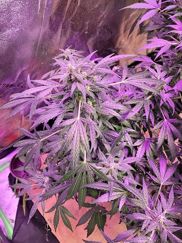 16180970489252754892656962106950