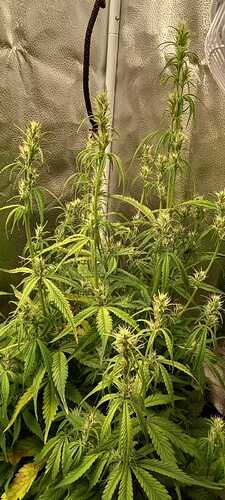 WhatsApp Image 2021-12-03 at 21.38.32 (1)