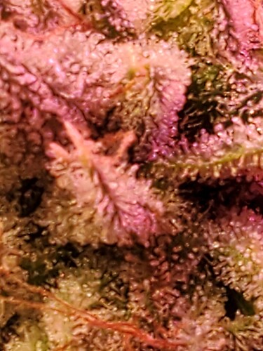 20210126_070647